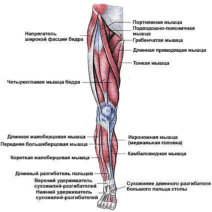Упражнения для мышцы между ног