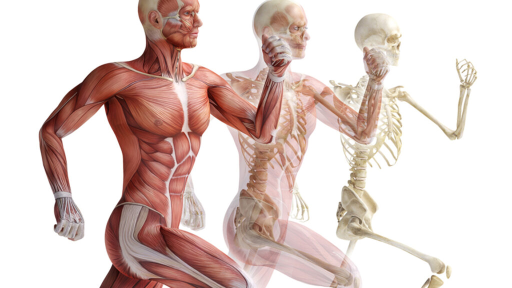 мышцы и скелет