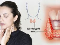 Функции щитовидной железы – влияние на работу организма человека