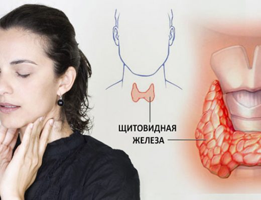 Функции щитовидной железы – влияние на работу организма человека